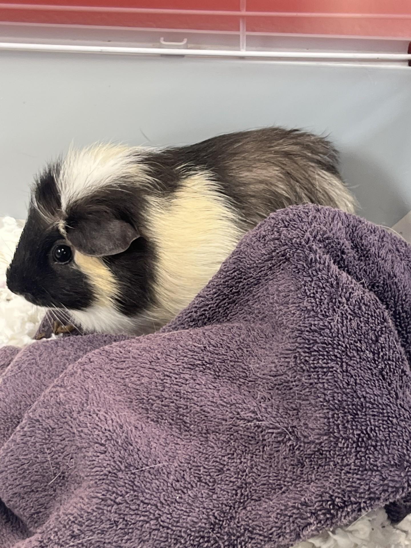 Coconut, ADOPTABLE, Adult Female Short-Haired.