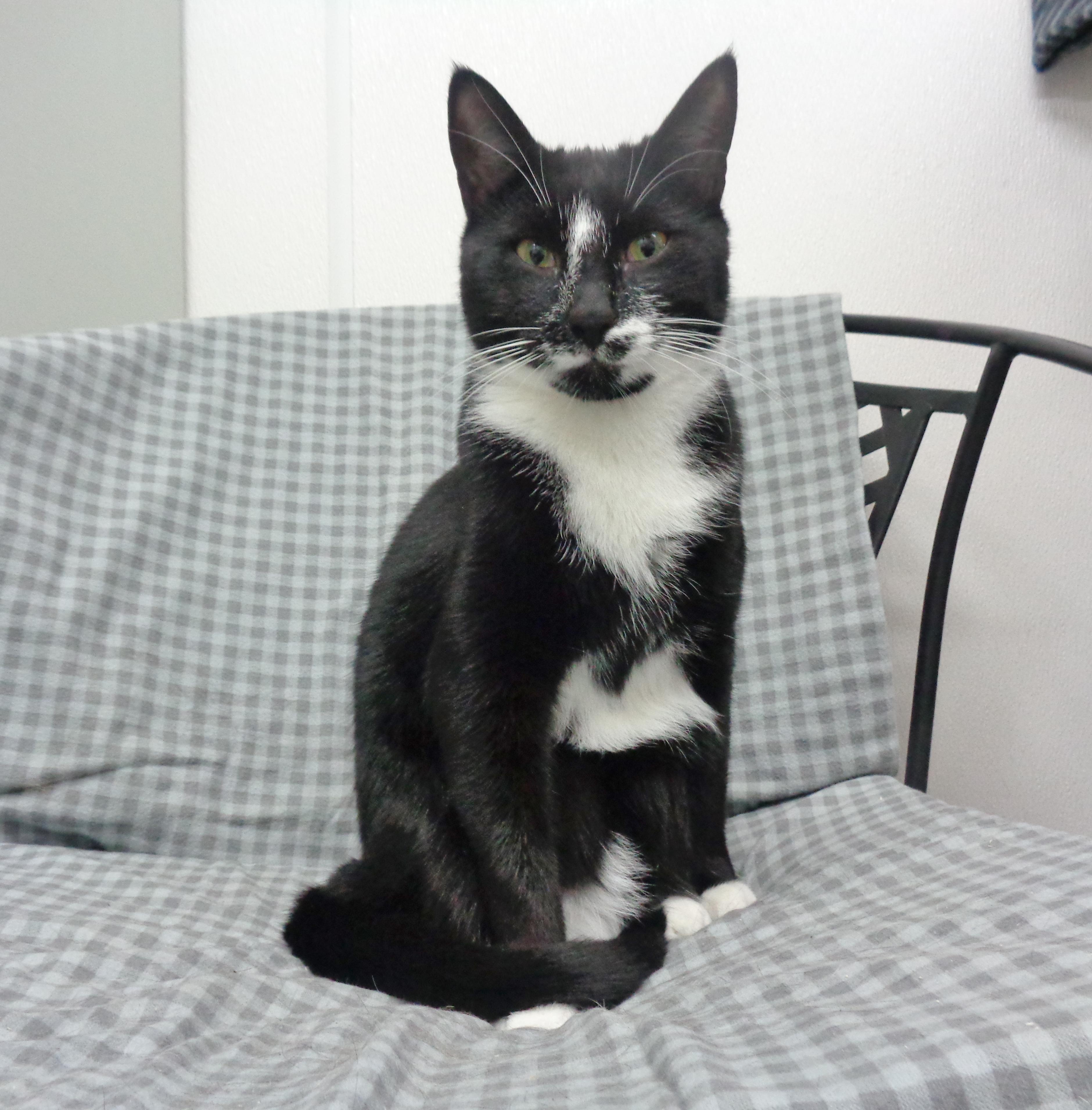 PILGRIMAGE, a Adoptable Domestic Short Hair in Delhi, NY image 1/6