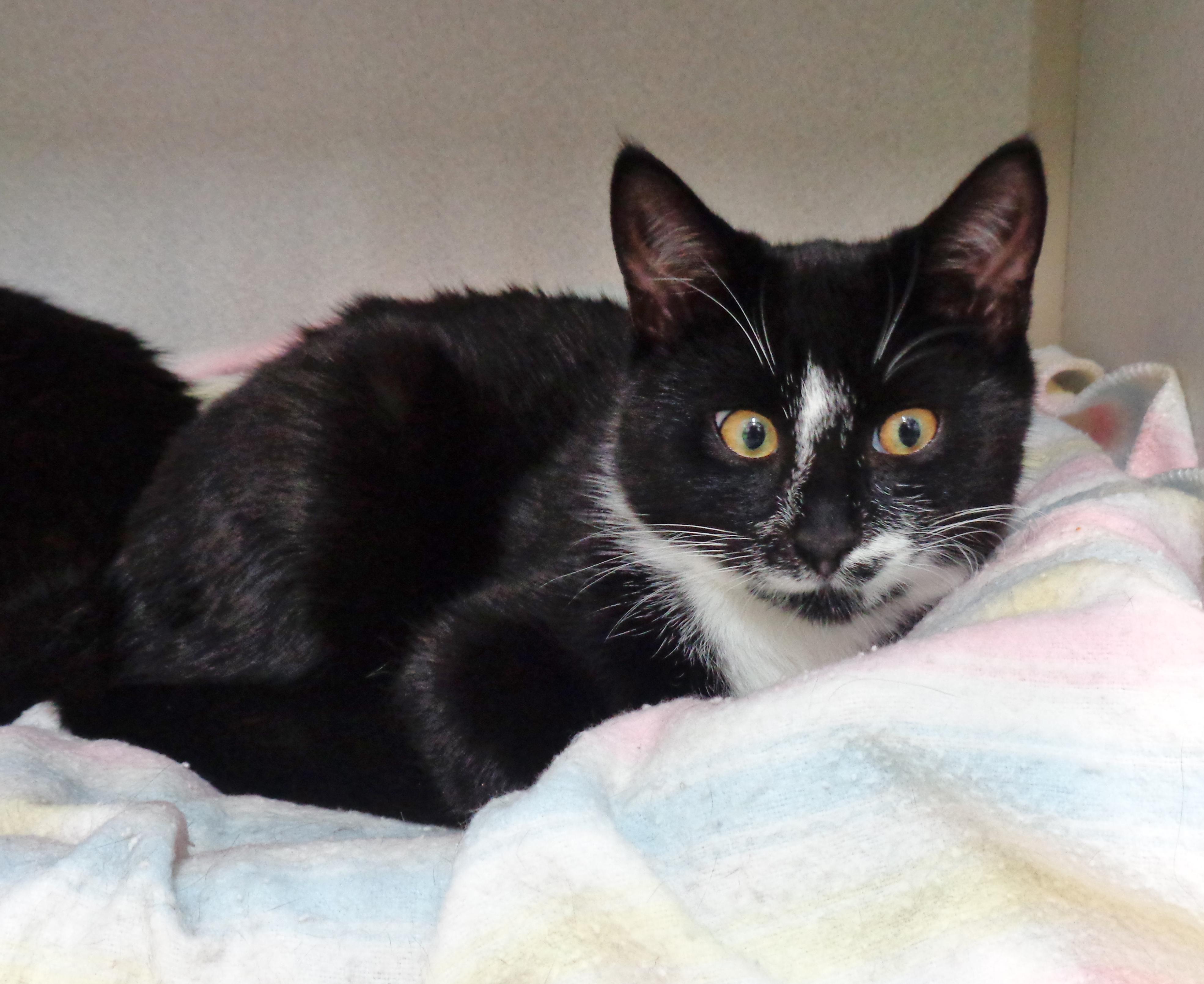 PILGRIMAGE, a Adoptable Domestic Short Hair in Delhi, NY image 5/6