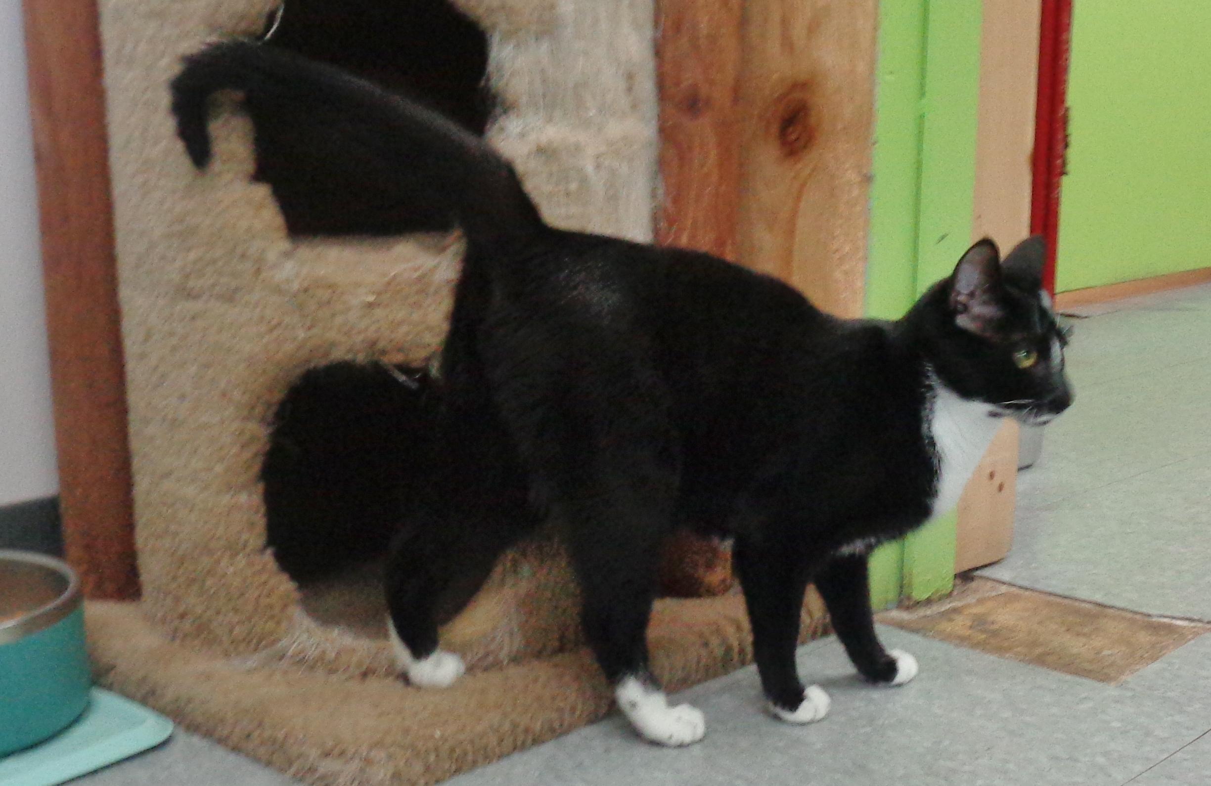 PILGRIMAGE, a Adoptable Domestic Short Hair in Delhi, NY image 4/6