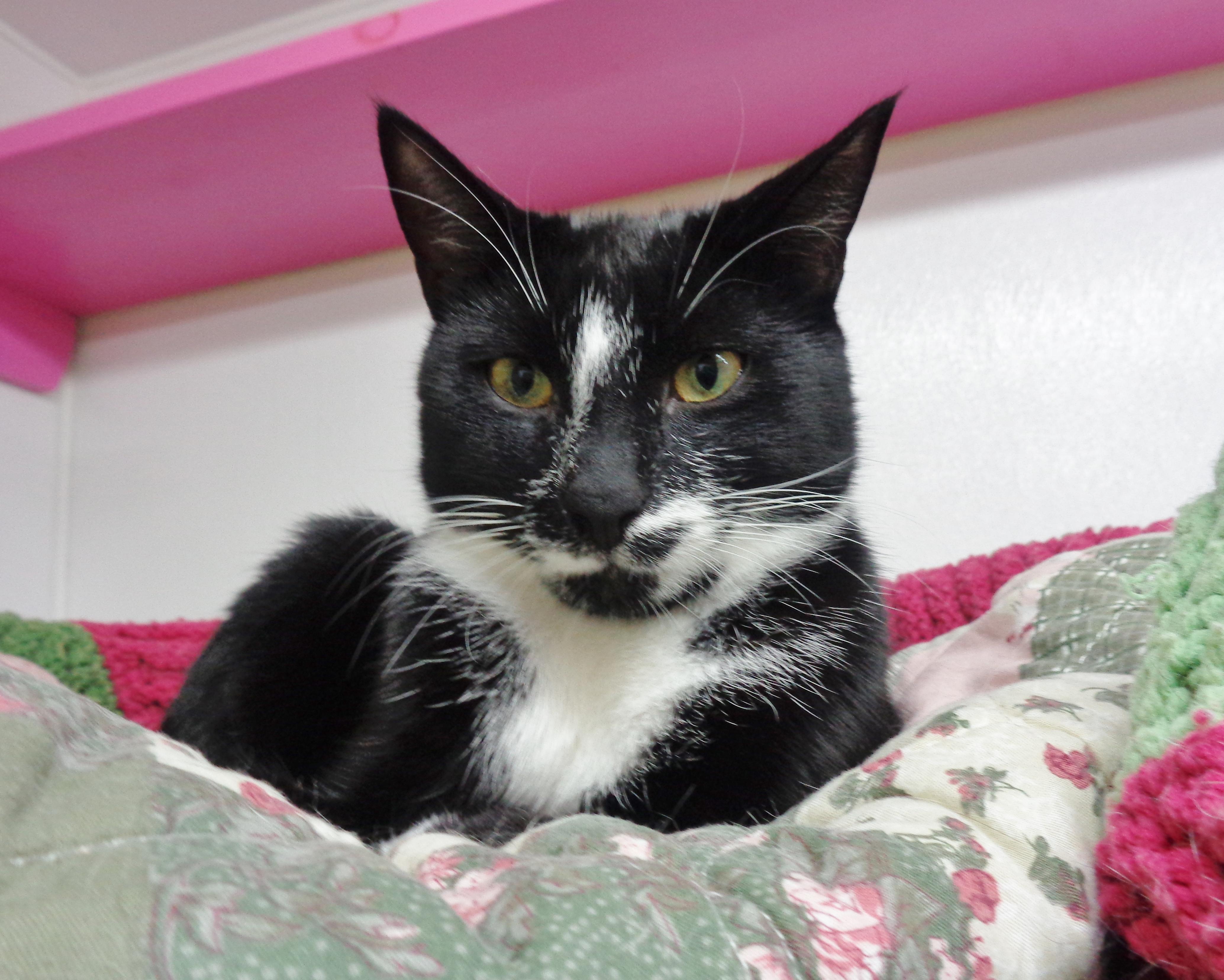PILGRIMAGE, a Adoptable Domestic Short Hair in Delhi, NY image 2/6