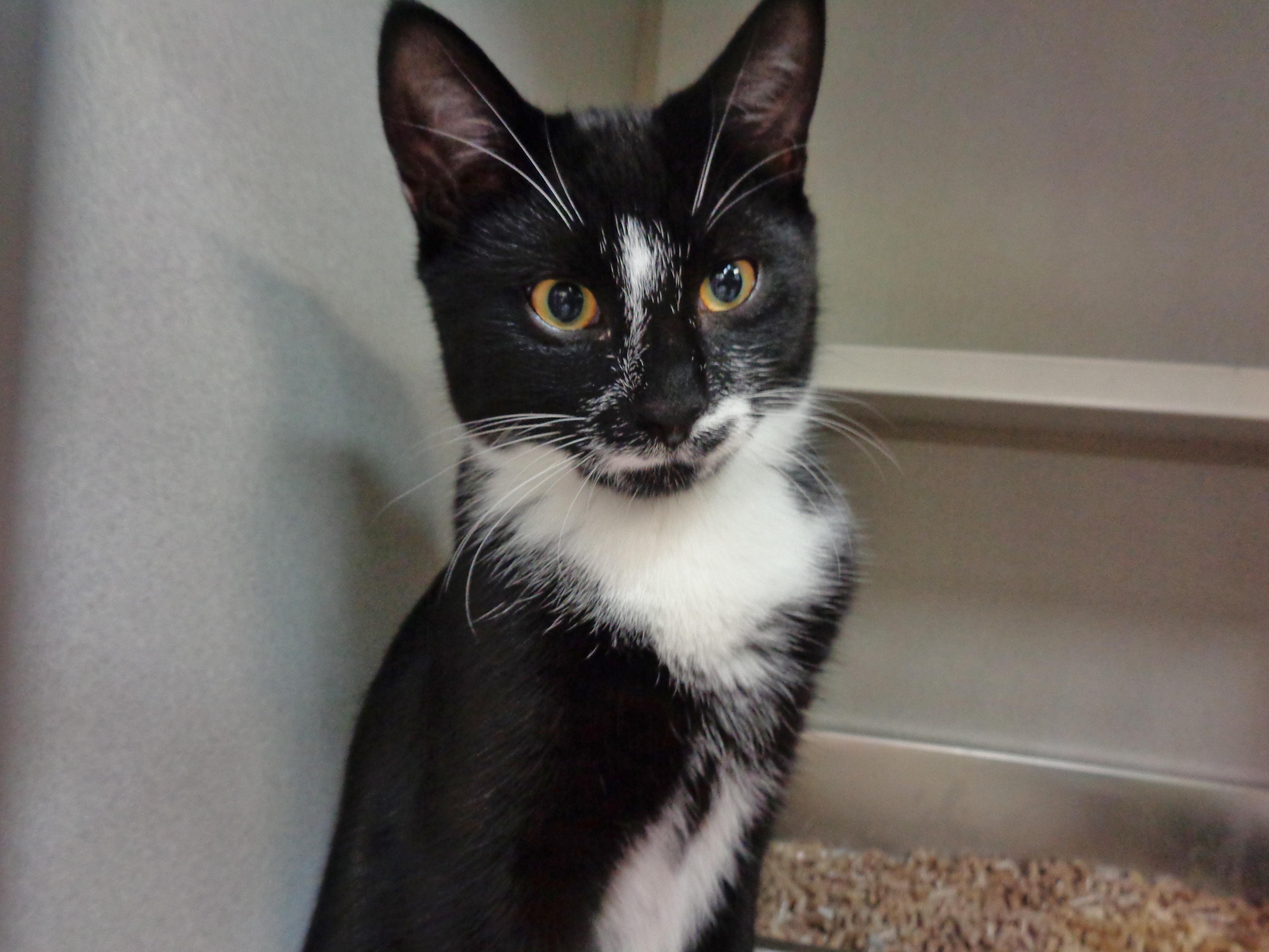 PILGRIMAGE, a Adoptable Domestic Short Hair in Delhi, NY image 3/6