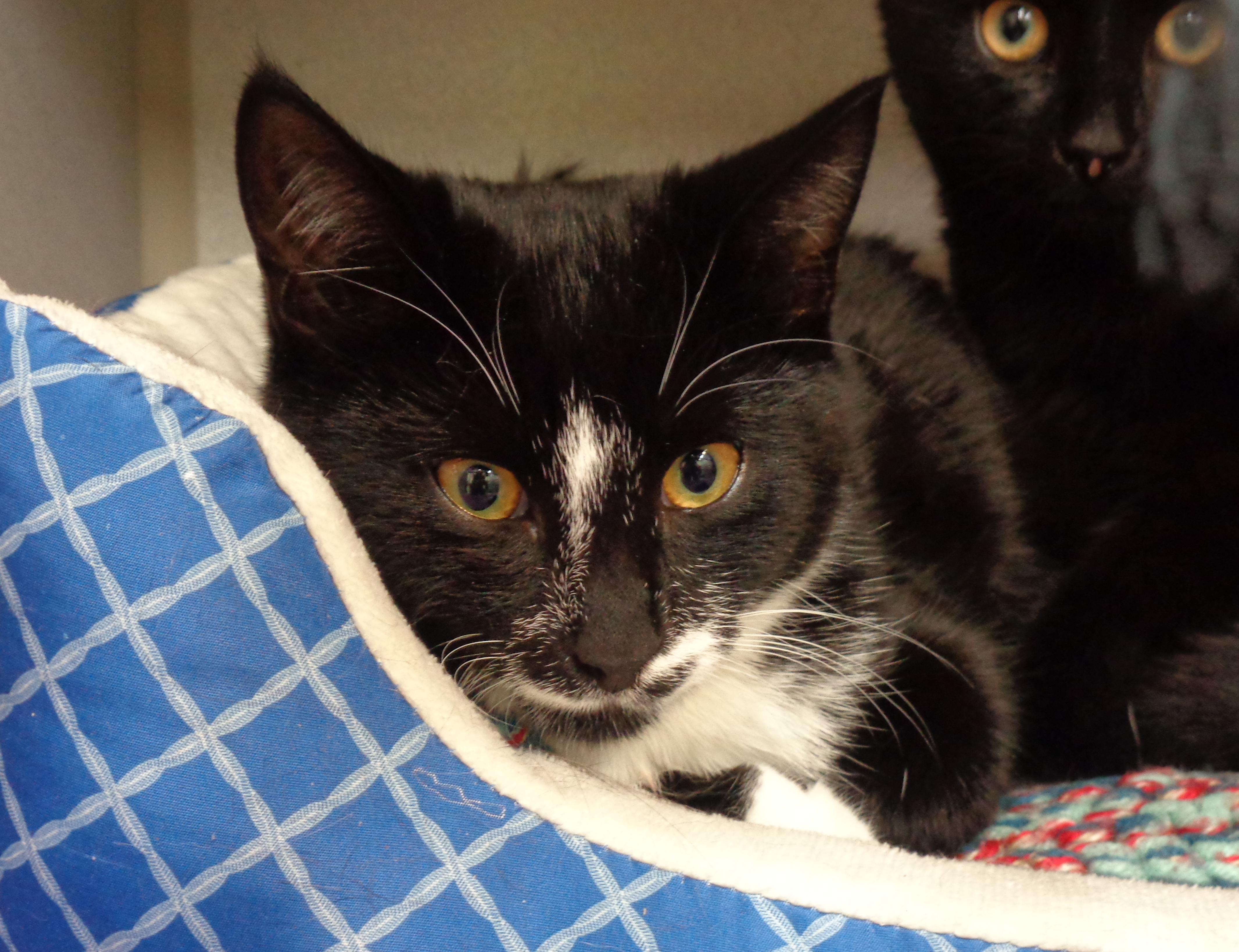 PILGRIMAGE, a Adoptable Domestic Short Hair in Delhi, NY image 6/6