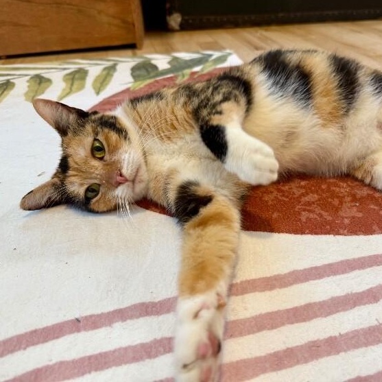 Enlarge Cleopatra Bonfire, a Adoptable mixed breed in Chester, VA image 4/6