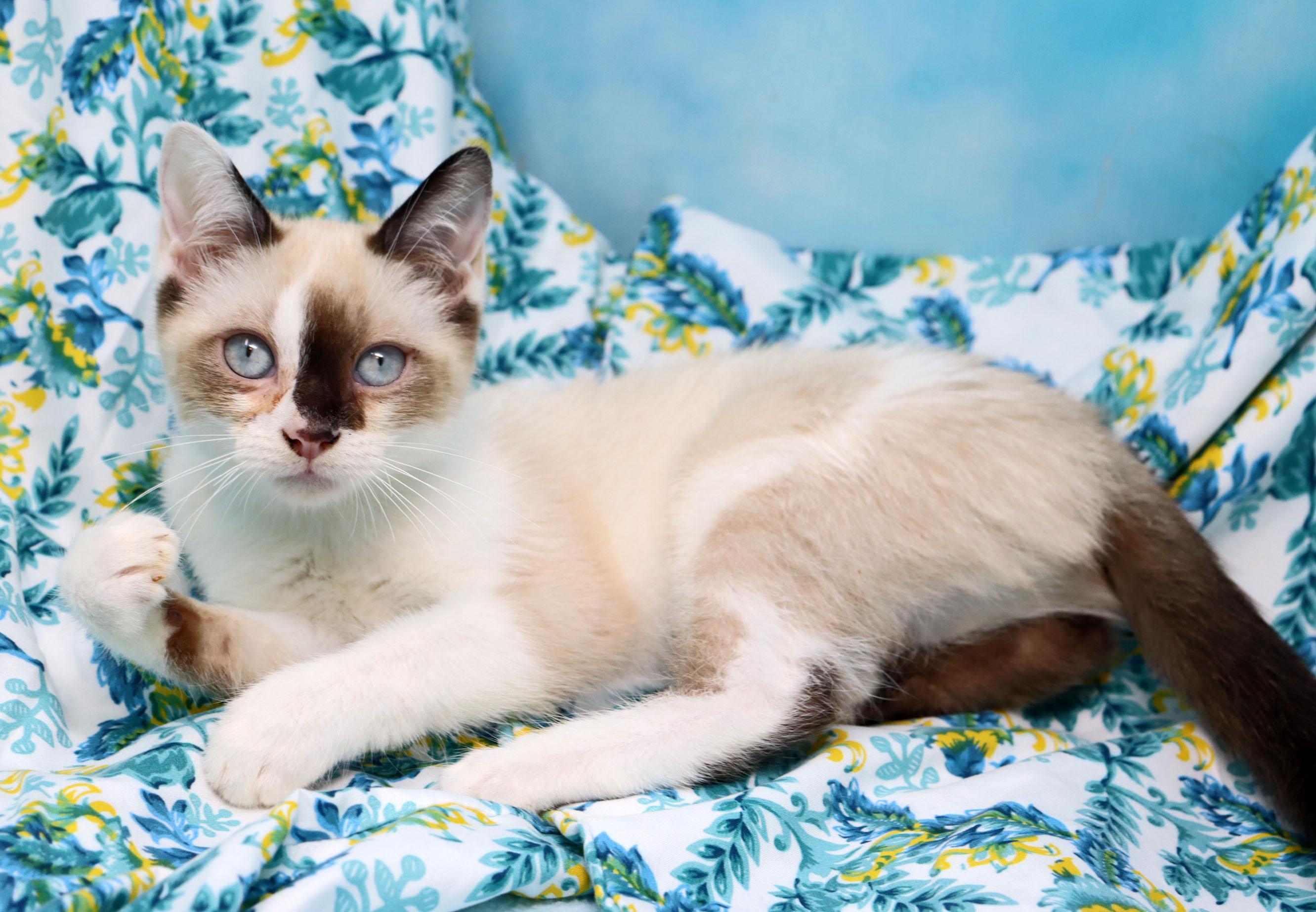 Kutie, an adopted mixed breed in Tierra Verde, FL image 2/3