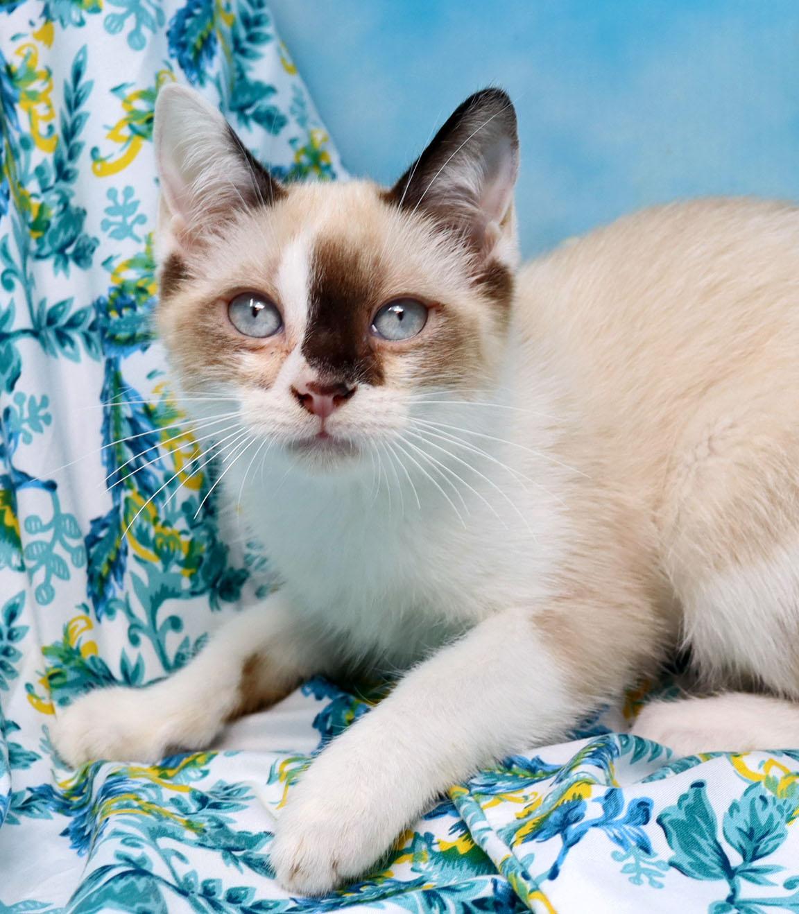 Kutie, an adopted mixed breed in Tierra Verde, FL image 1/3