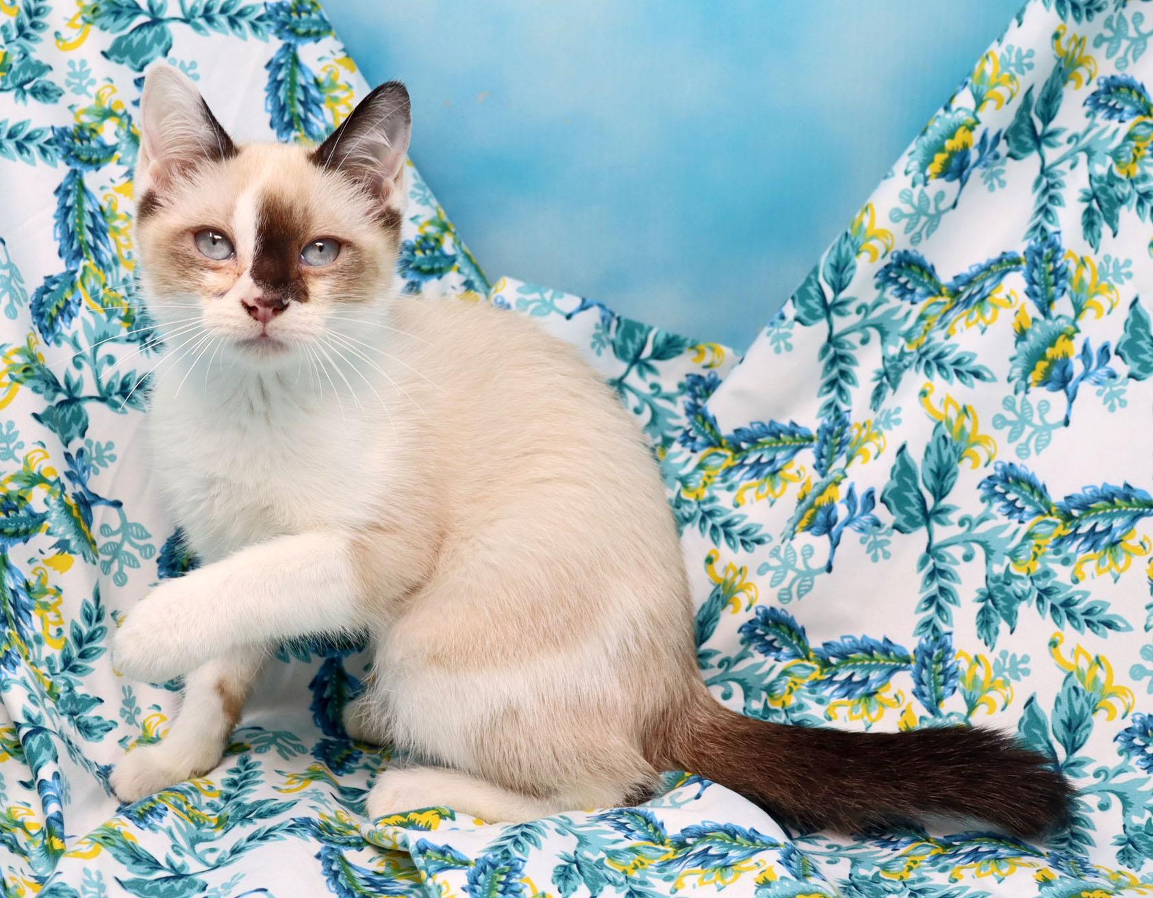 Kutie, an adopted mixed breed in Tierra Verde, FL image 3/3