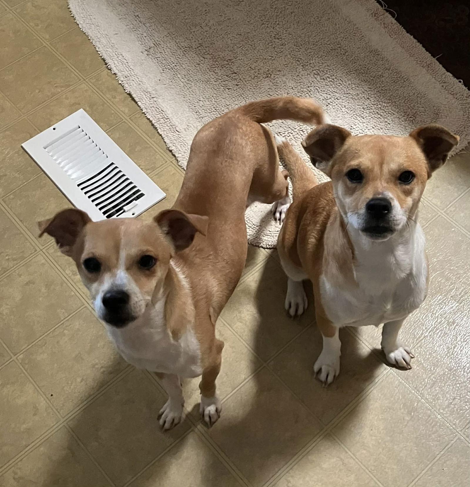 Toni, Adoptable, Young Female Chihuahua & Terrier.