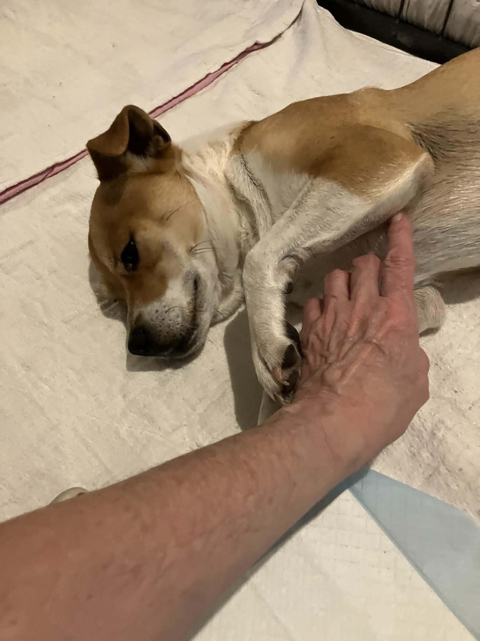 Enlarge Toni, a Adoptable mixed breed in PITTSBURGH, PA image 2/2