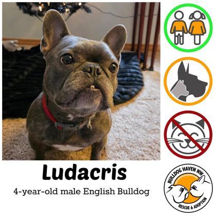 Enlarge LUDACRIS, a ADOPTABLE French Bulldog in Bonney Lake, WA image 1/3