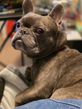 Enlarge LUDACRIS, a ADOPTABLE French Bulldog in Bonney Lake, WA image 2/3