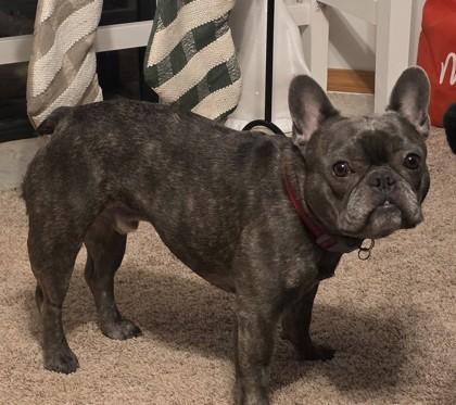 Enlarge LUDACRIS, a ADOPTABLE French Bulldog in Bonney Lake, WA image 3/3