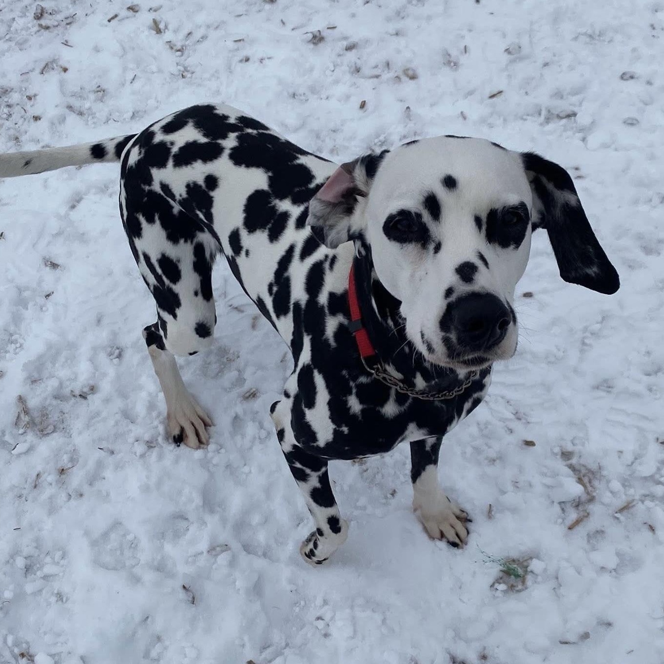 Enlarge Anita, an adopted Dalmatian in Elyria, OH image 1/2