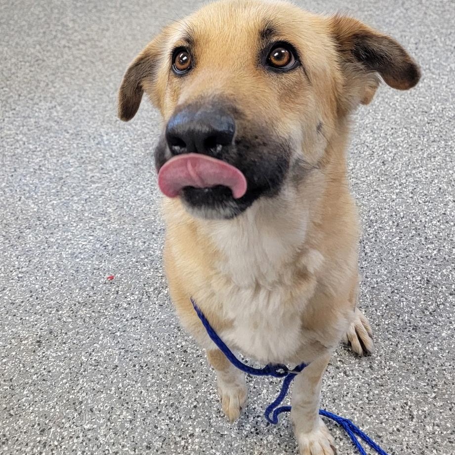 Enlarge Macie, an adopted mixed breed in Bryan, OH image 1/1