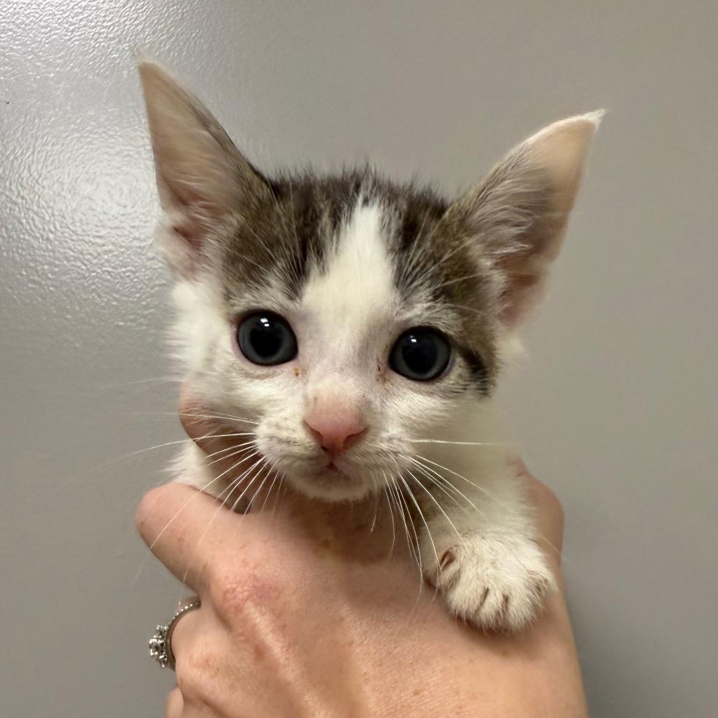 Enlarge Sequoia, a Adoptable Domestic Short Hair in Sand Springs, OK image 1/1