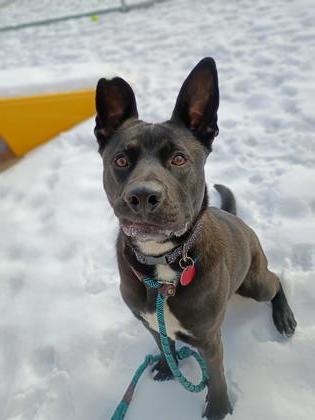 Barney, Adoptable, Young Male German Shepherd Dog & Mixed Breed.