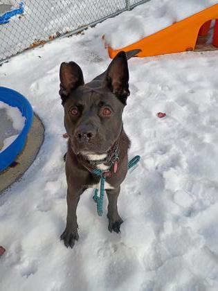 Enlarge Barney, a Adoptable mixed breed in Westland, MI image 2/3