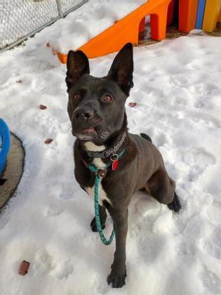 Enlarge Barney, a Adoptable mixed breed in Westland, MI image 3/3
