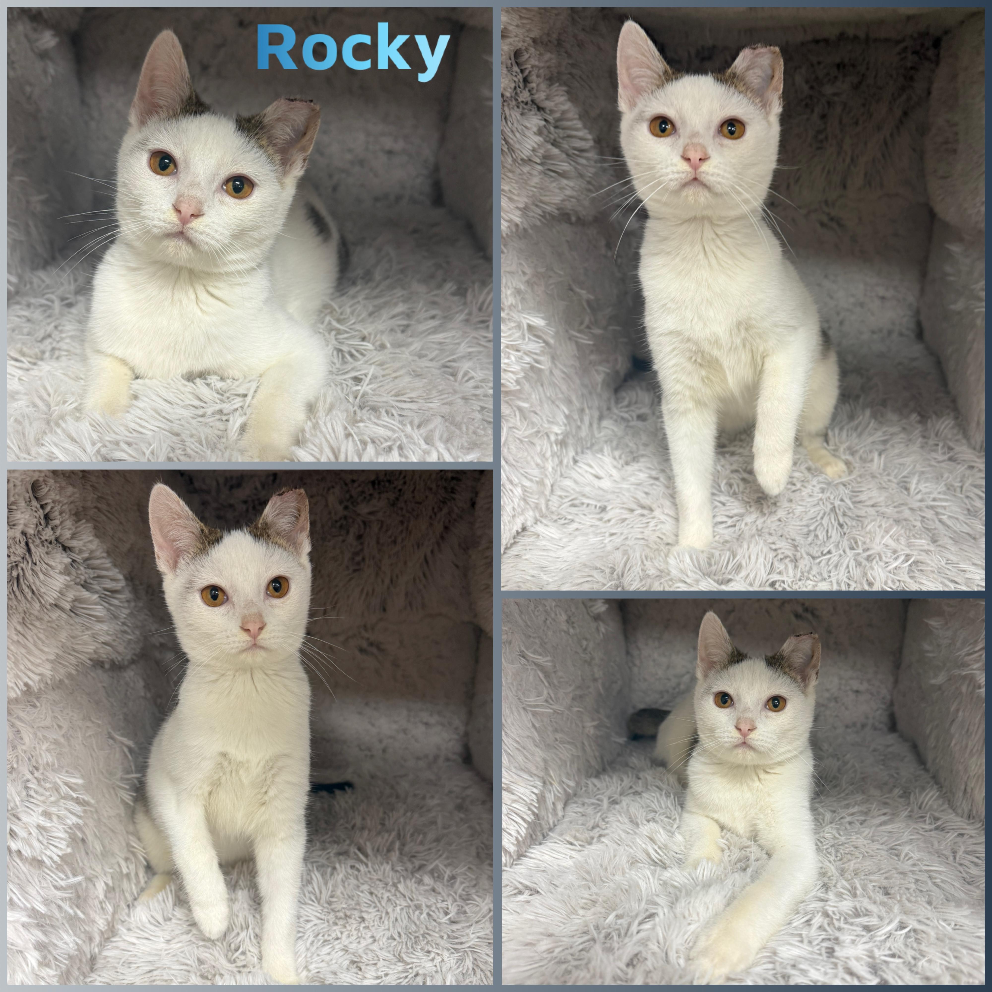 Rocky, ADOPTABLE, Kitten Male Domestic Short Hair.
