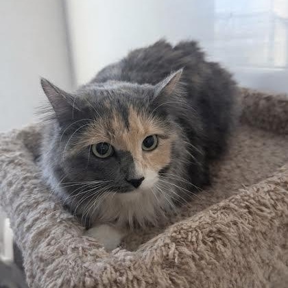 Pippy, an adopted mixed breed in Blue Earth, MN image 3/4