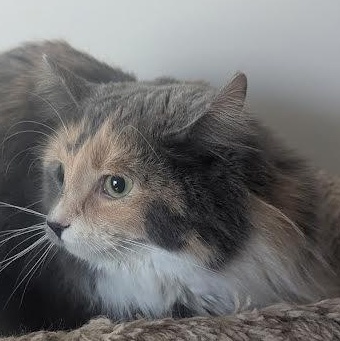 Pippy, adopted, Young Female Turkish Van & American Shorthair.