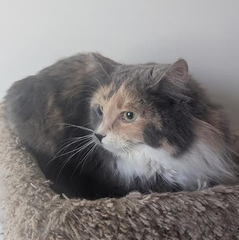 Pippy, an adopted mixed breed in Blue Earth, MN image 4/4