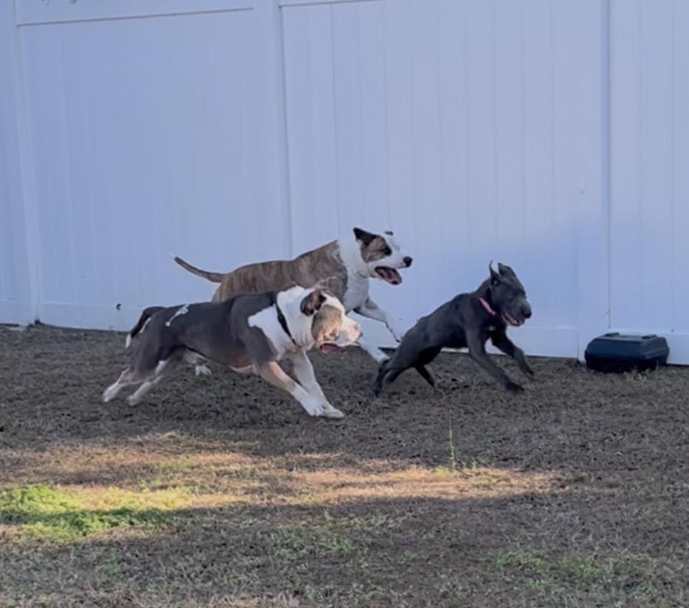 Enlarge Presley, a ADOPTABLE Mixed Breed in Palm Coast, FL image 3/3