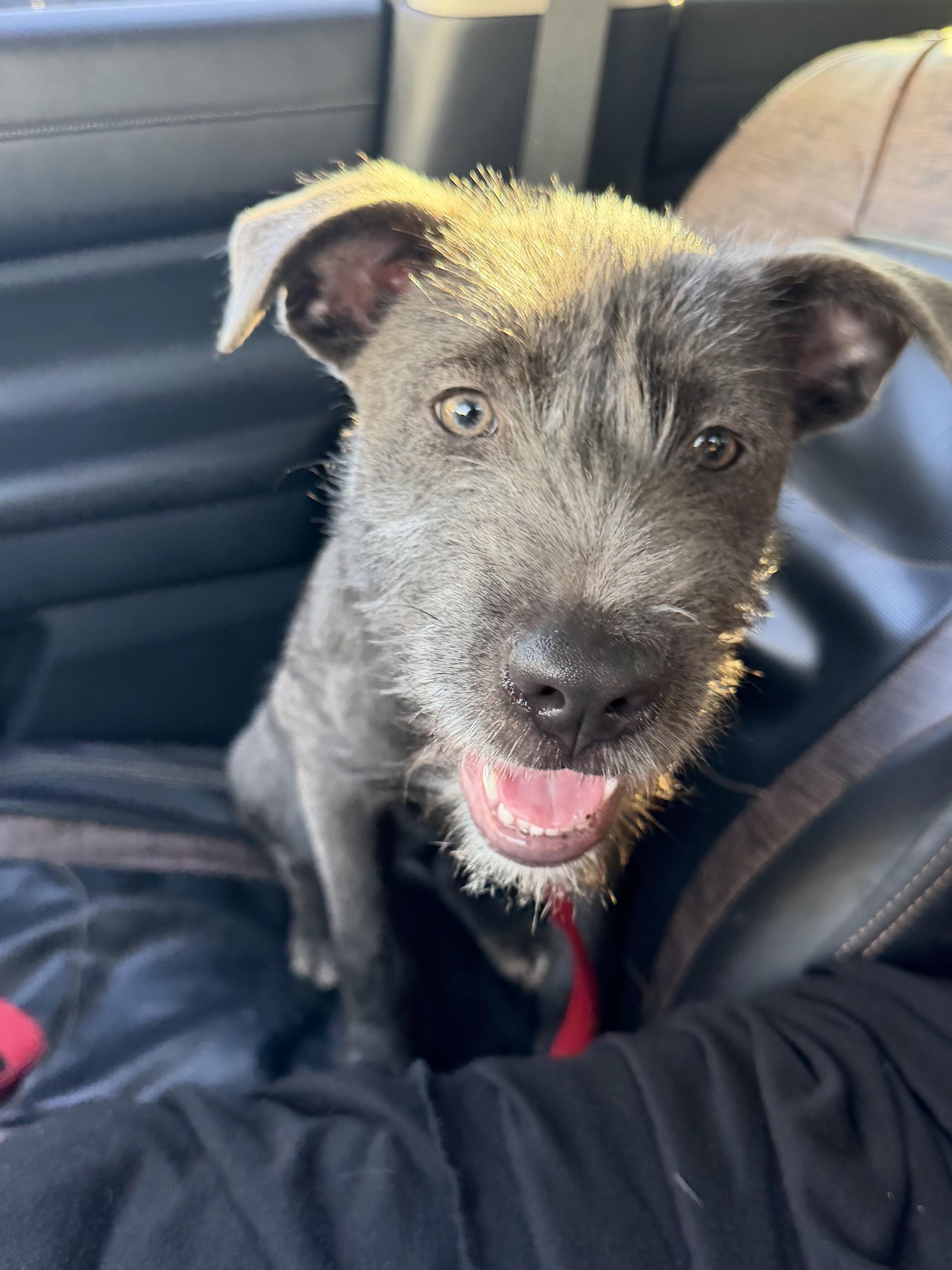 Enlarge Presley, a ADOPTABLE Mixed Breed in Palm Coast, FL image 2/3