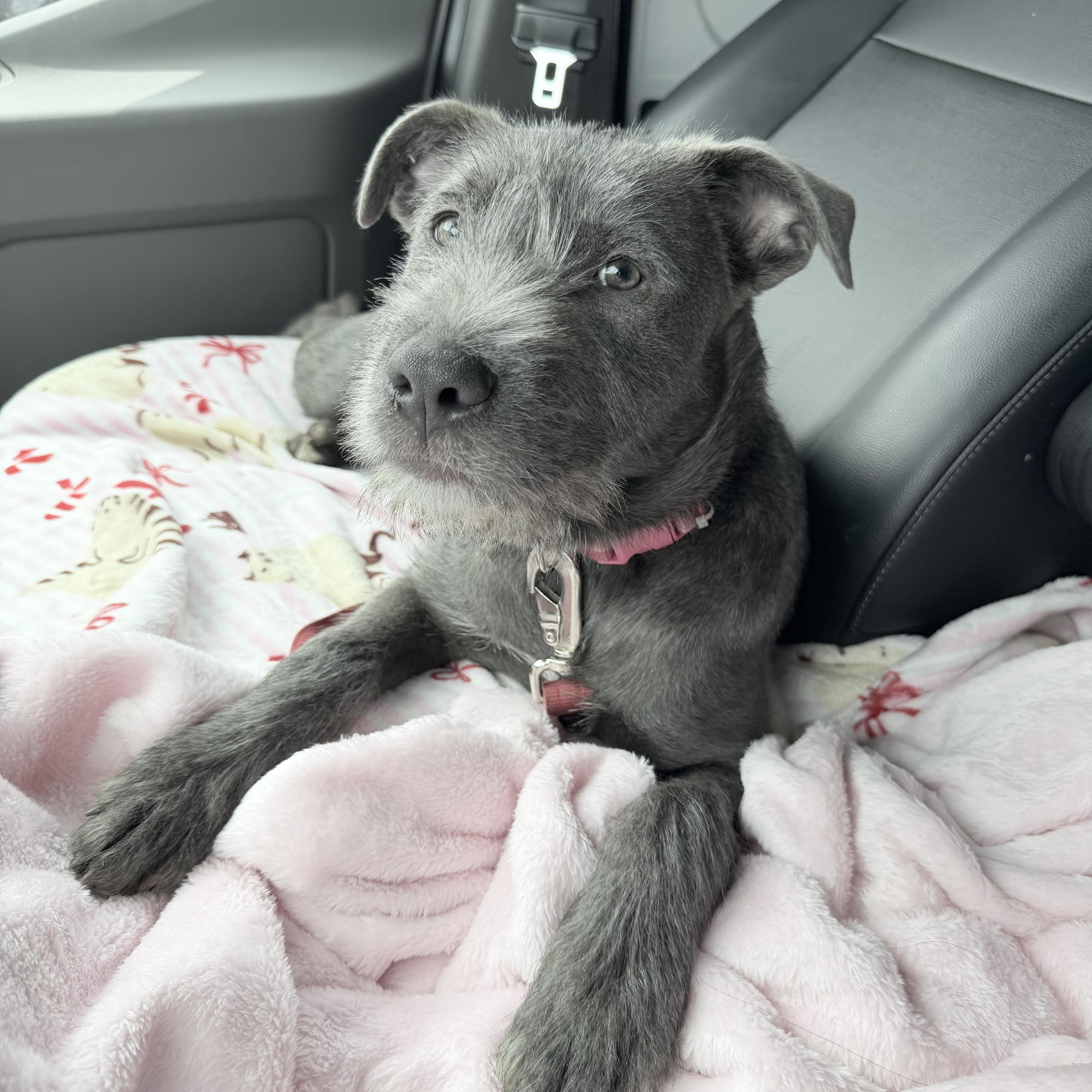 Enlarge Presley, a ADOPTABLE Mixed Breed in Palm Coast, FL image 1/3