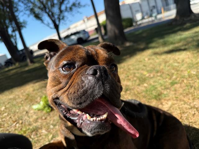 Enlarge BIG MAC, a Adoptable mixed breed in Antioch, CA image 1/1