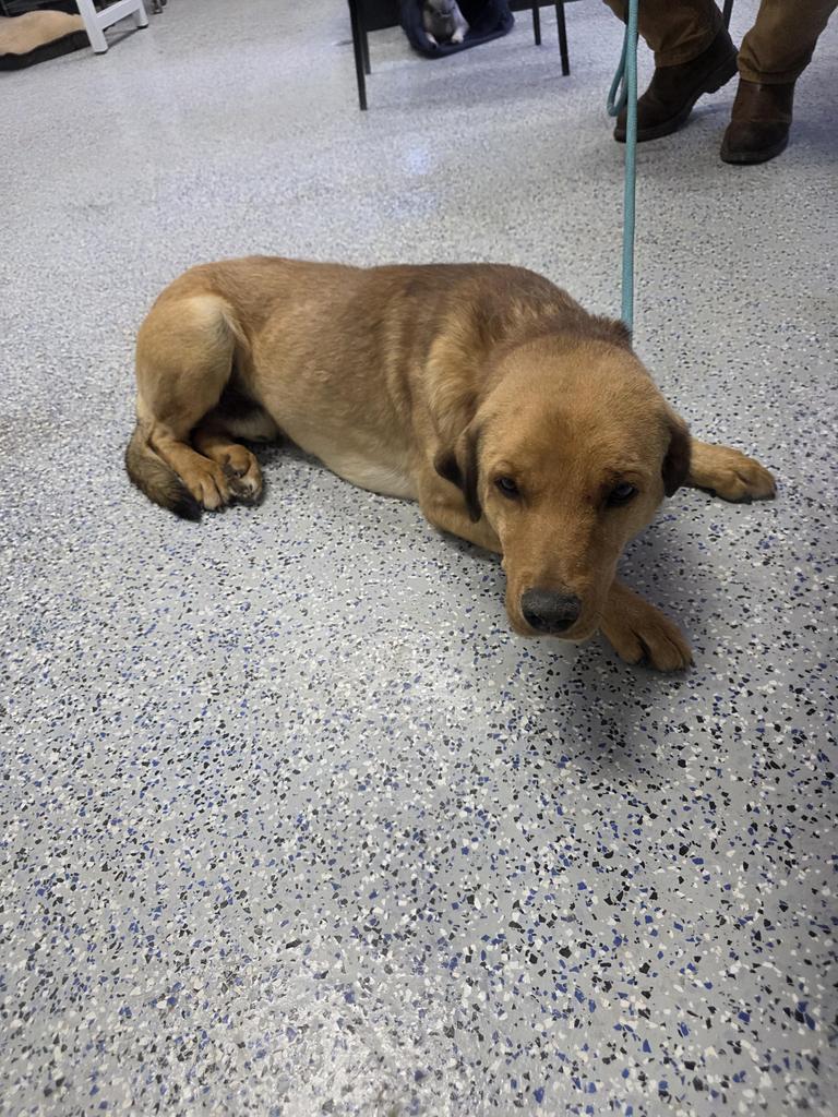 Toasty, Adoptable, Young Male Mixed Breed.