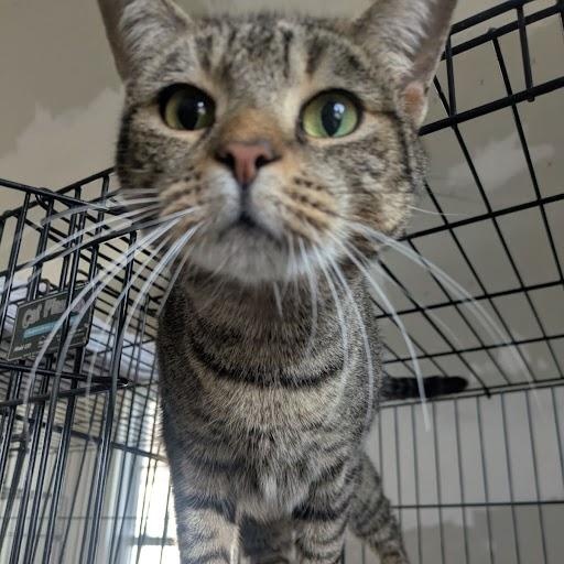 Delphi, Adoptable, Young Female American Shorthair.