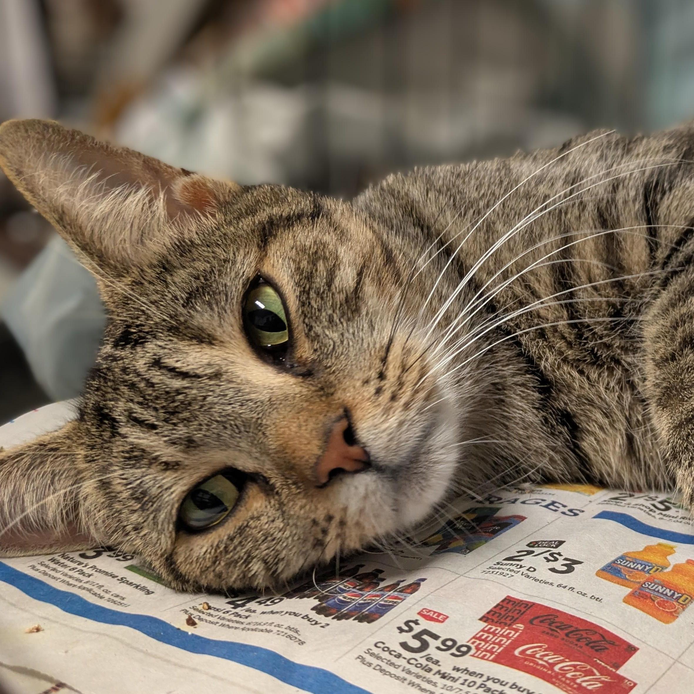 Delphi, a Adoptable American Shorthair in Montclair, NJ image 2/5