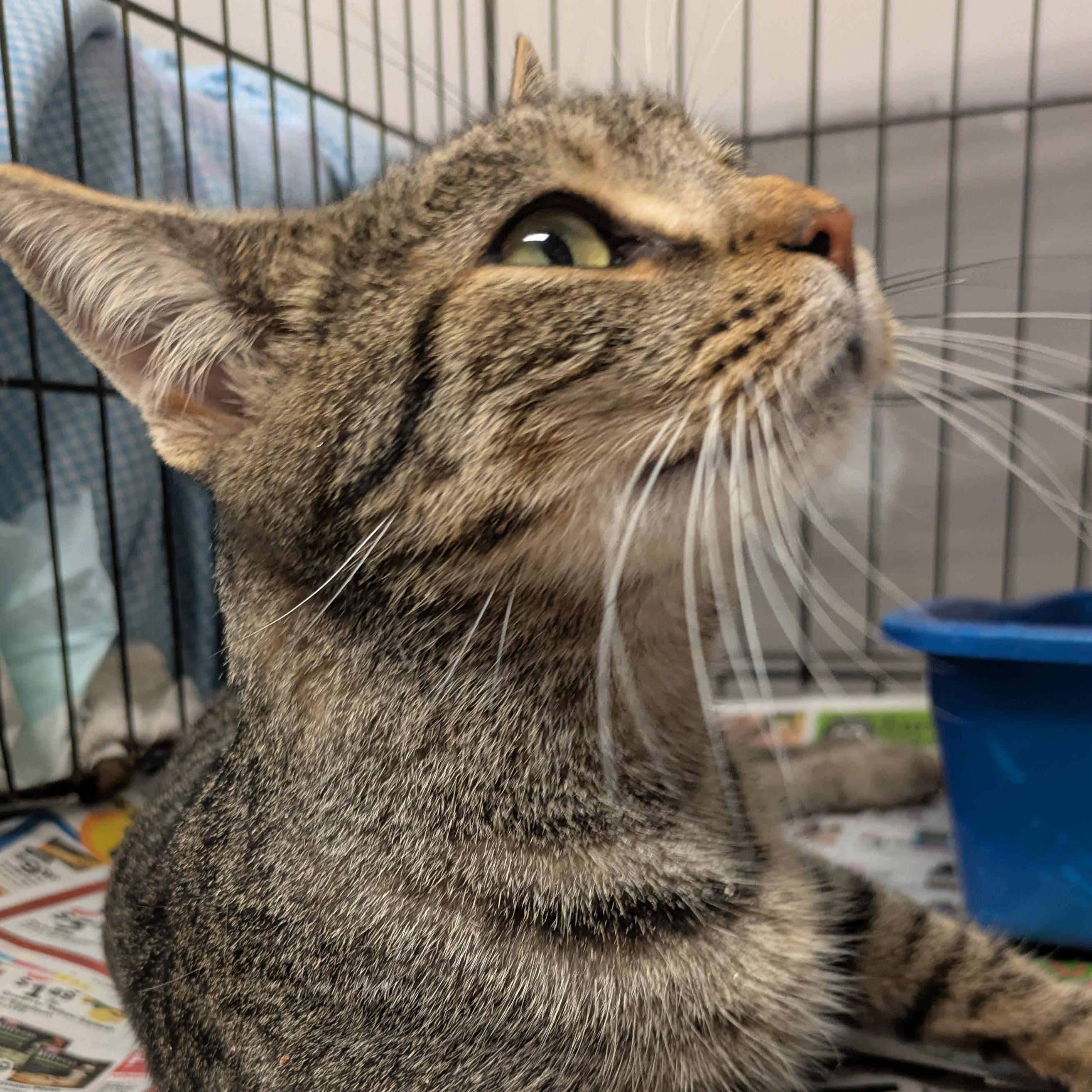 Delphi, a Adoptable American Shorthair in Montclair, NJ image 3/5