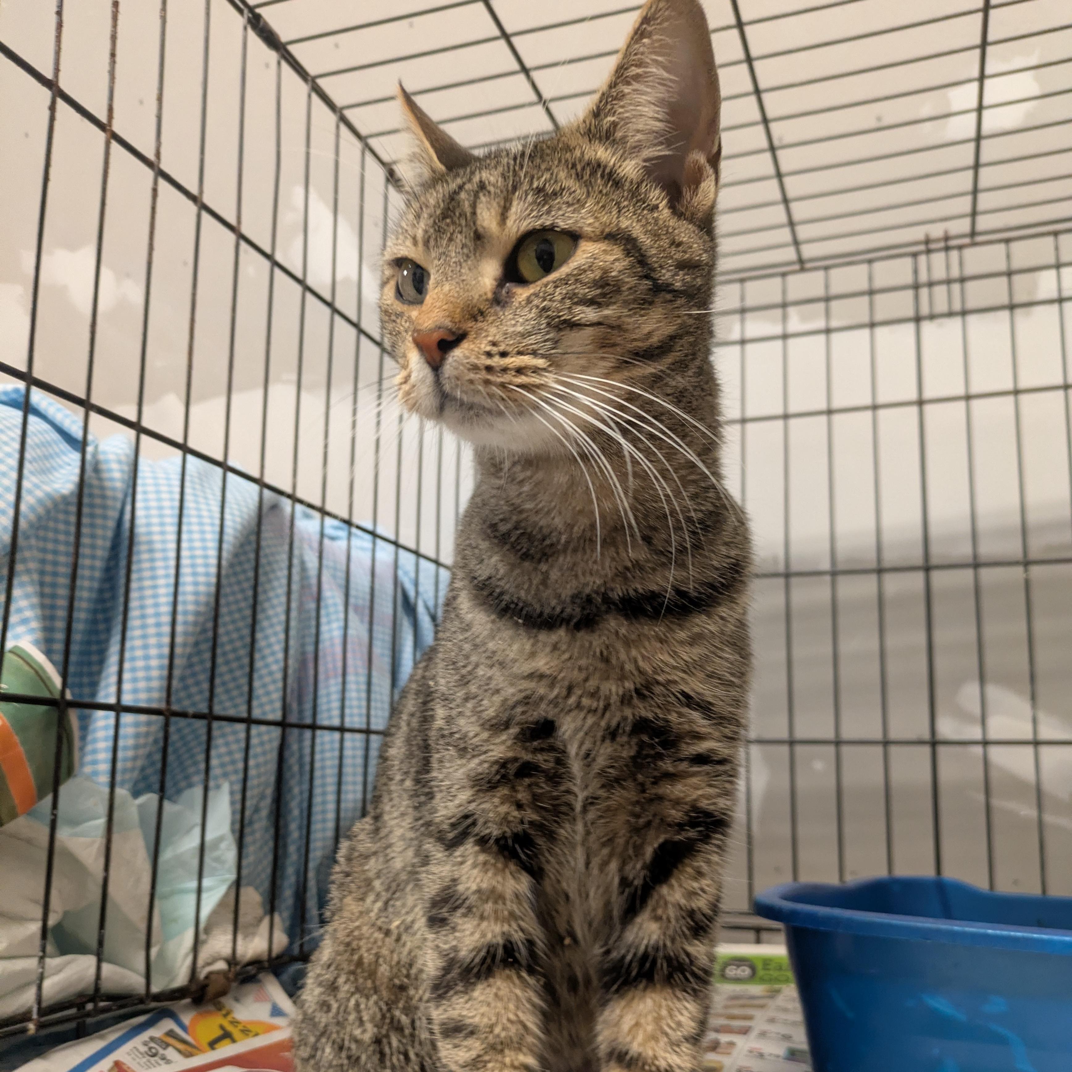 Delphi, a Adoptable American Shorthair in Montclair, NJ image 4/5