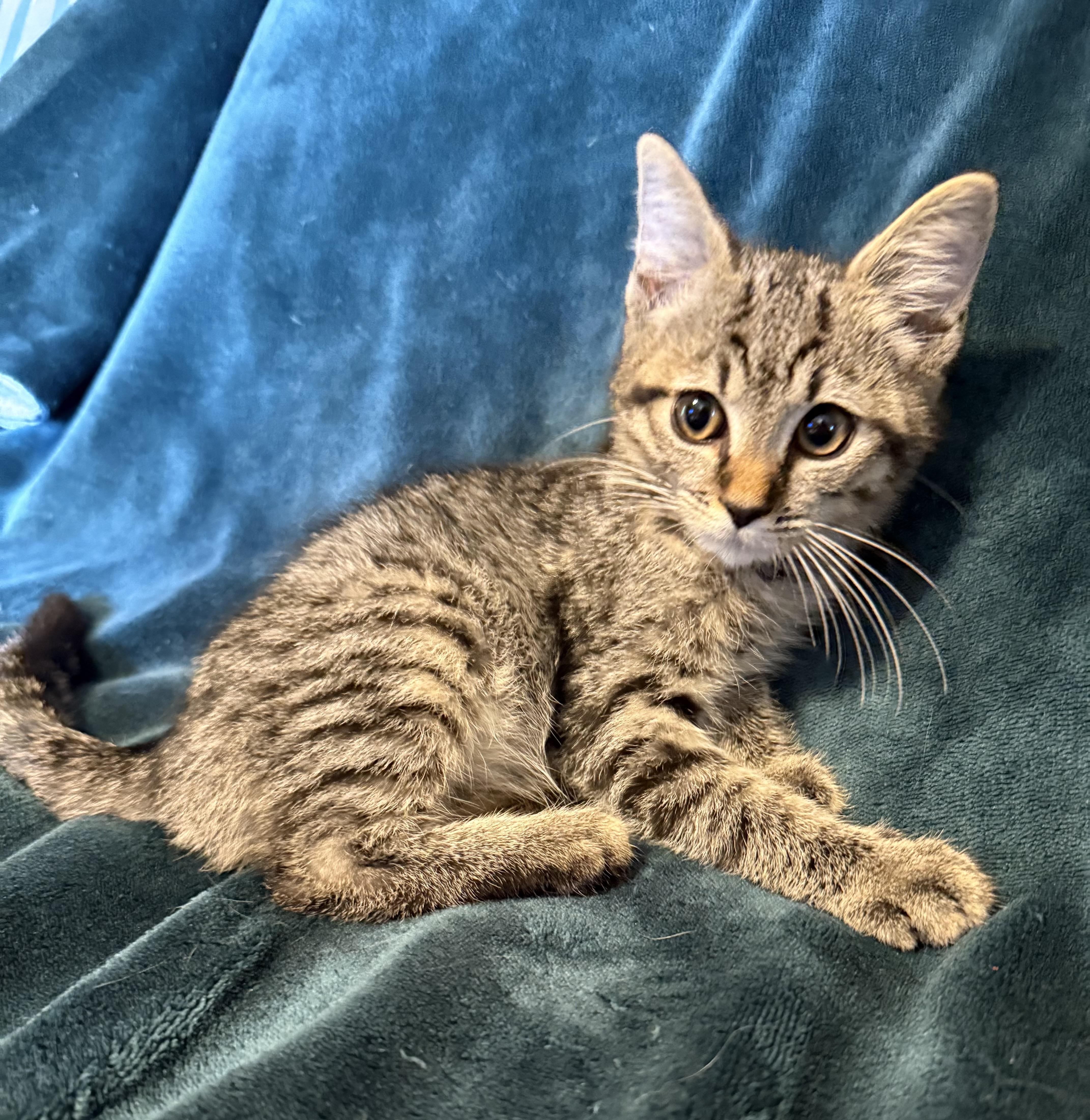 Hubble, Baby Male Tabby