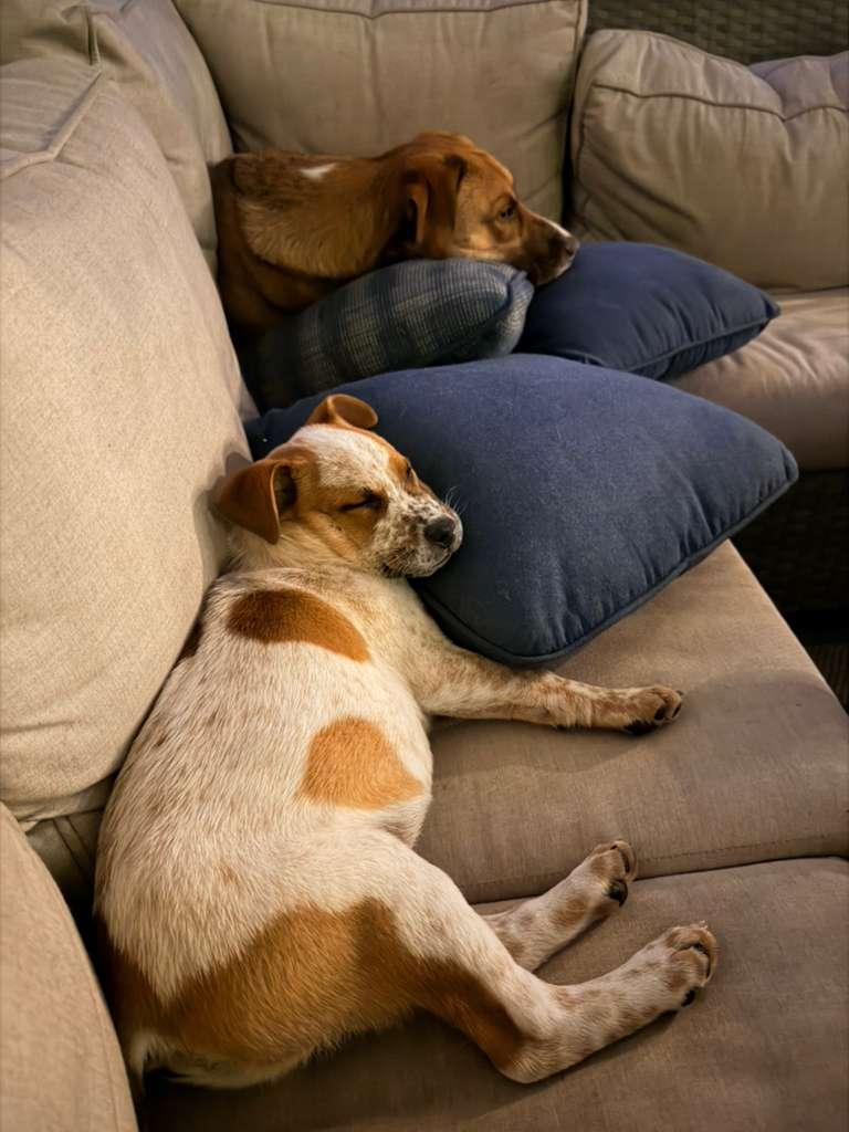 Enlarge Spud, an adopted mixed breed in Manhasset, NY image 5/6