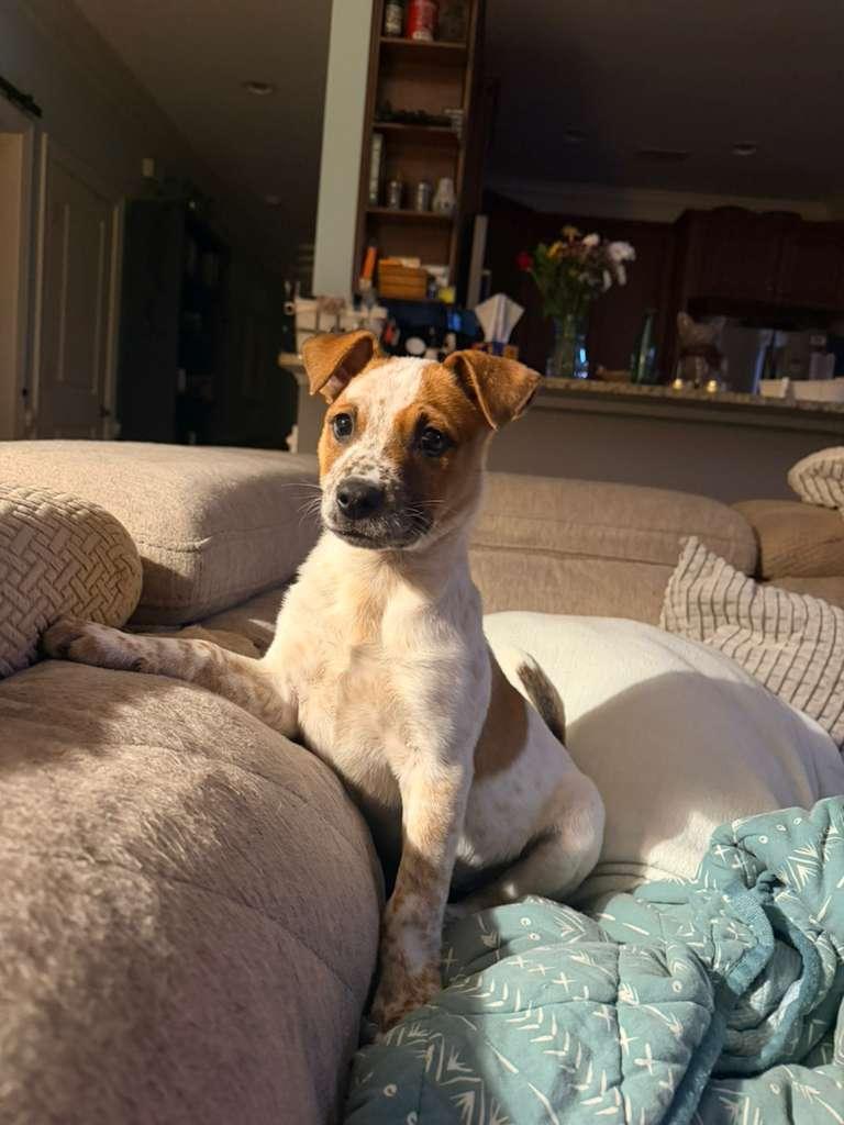 Enlarge Spud, an adopted mixed breed in Manhasset, NY image 4/6