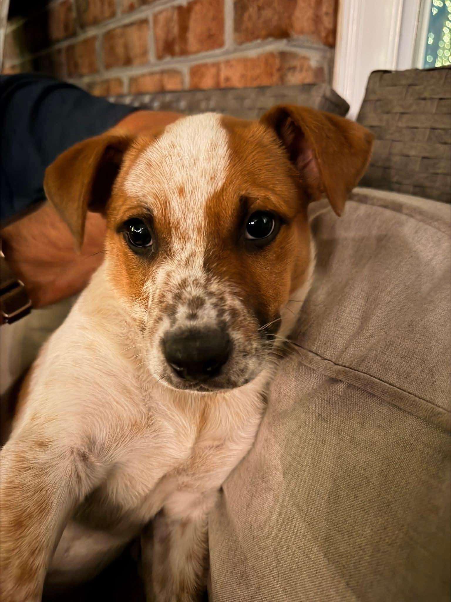 Spud, ADOPTABLE, Puppy Male Cattle Dog.