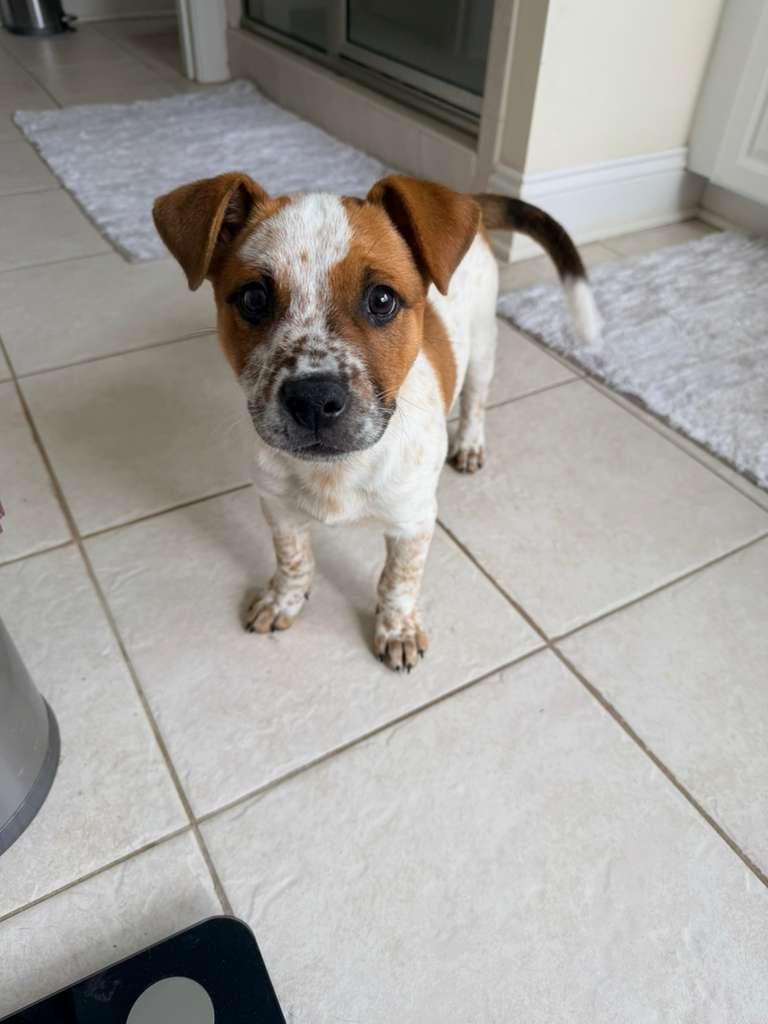 Enlarge Spud, an adopted mixed breed in Manhasset, NY image 2/6