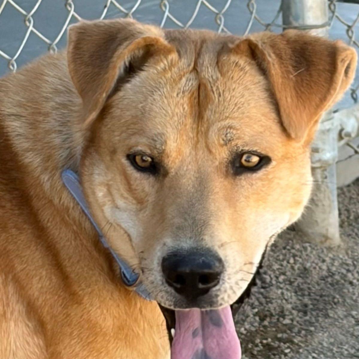 Enlarge Fabio, a Adoptable mixed breed in Kingman, AZ image 1/3