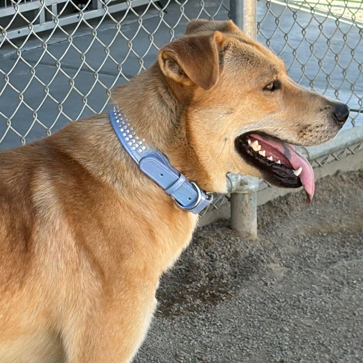 Enlarge Fabio, a Adoptable mixed breed in Kingman, AZ image 2/3