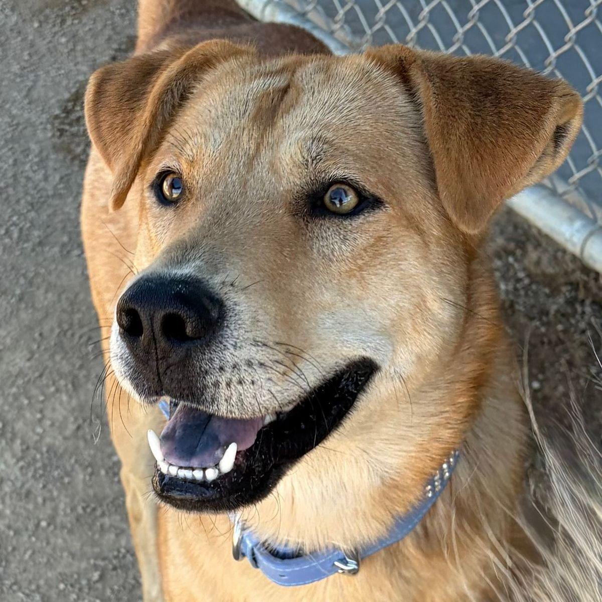Enlarge Fabio, a Adoptable mixed breed in Kingman, AZ image 3/3