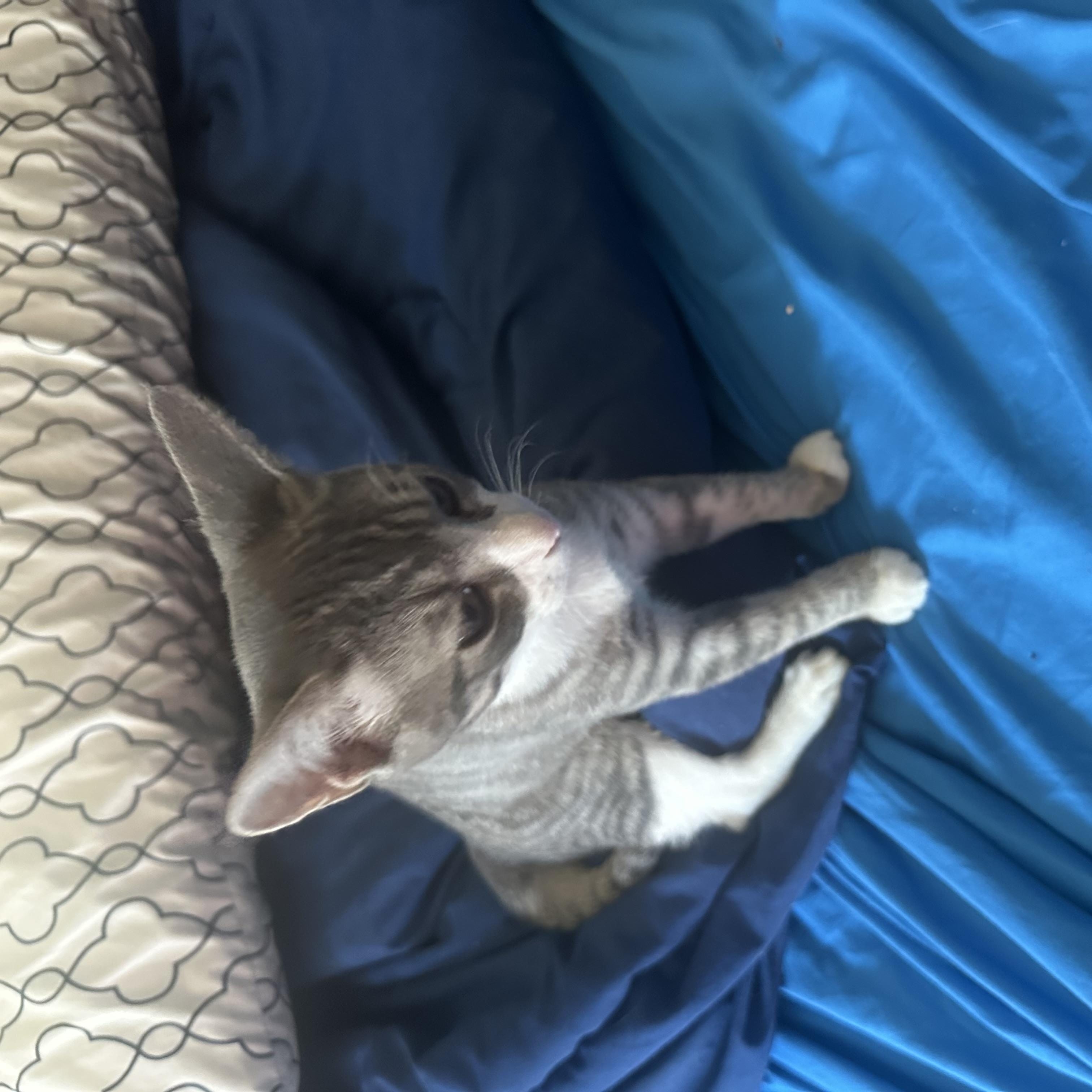 Enlarge River, a Adoptable Domestic Short Hair in Rock Spring, GA image 2/4