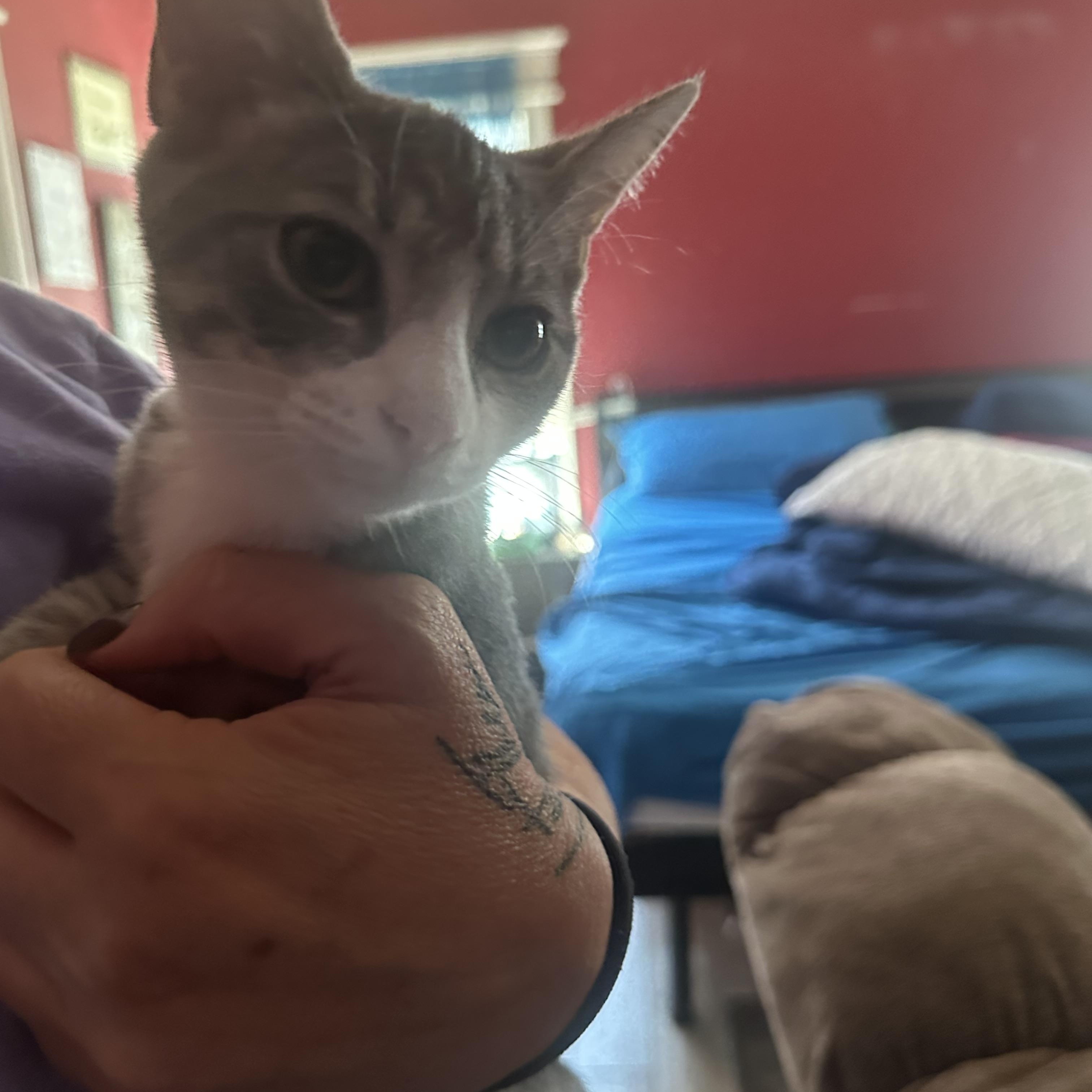 Enlarge River, a Adoptable Domestic Short Hair in Rock Spring, GA image 1/4