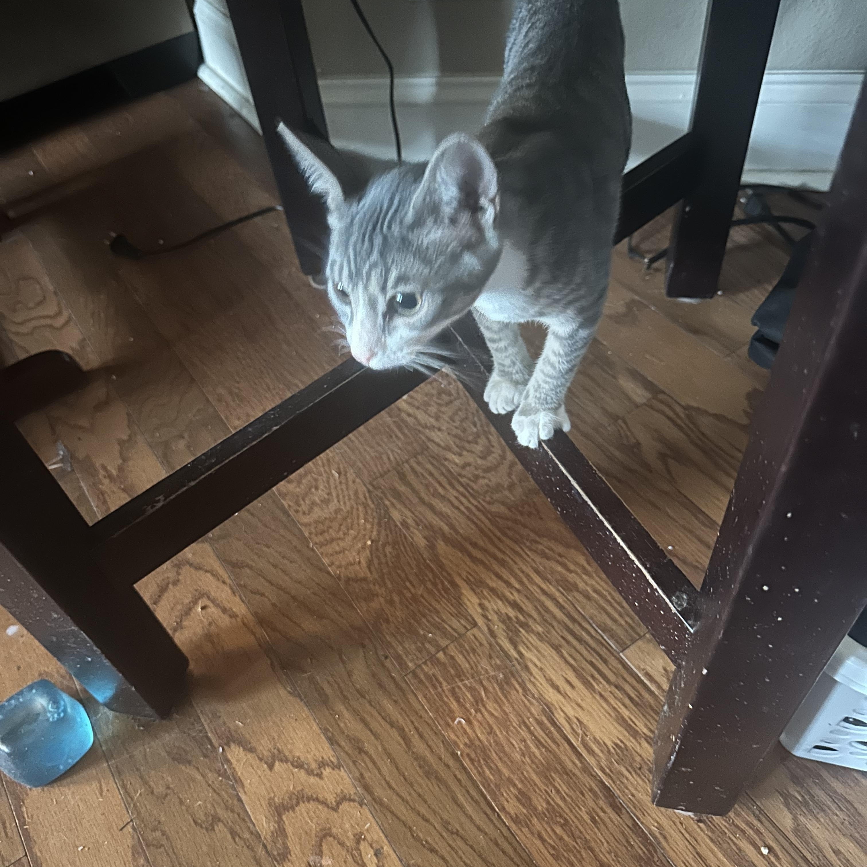 Enlarge River, a Adoptable Domestic Short Hair in Rock Spring, GA image 4/4