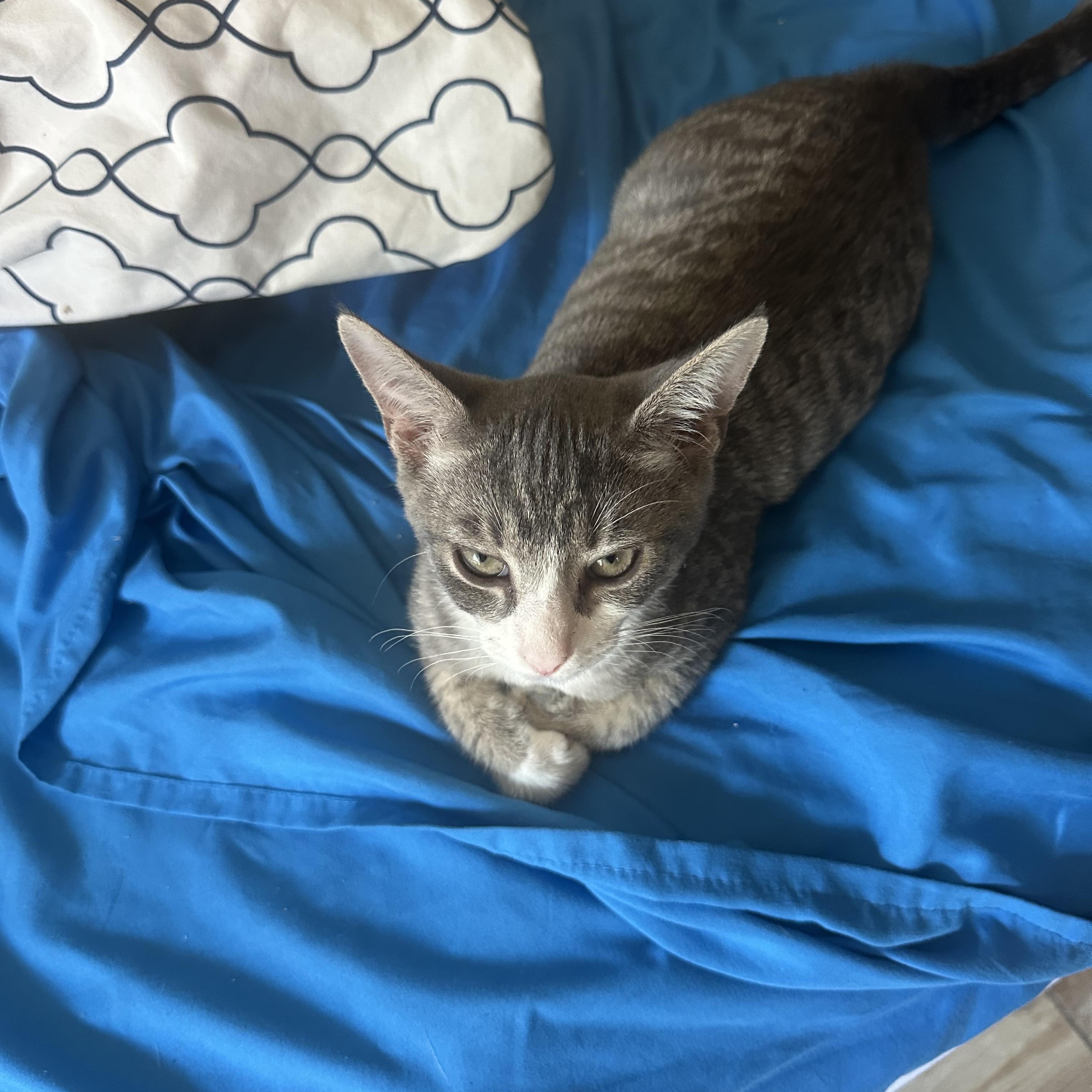 Enlarge River, a Adoptable Domestic Short Hair in Rock Spring, GA image 3/4