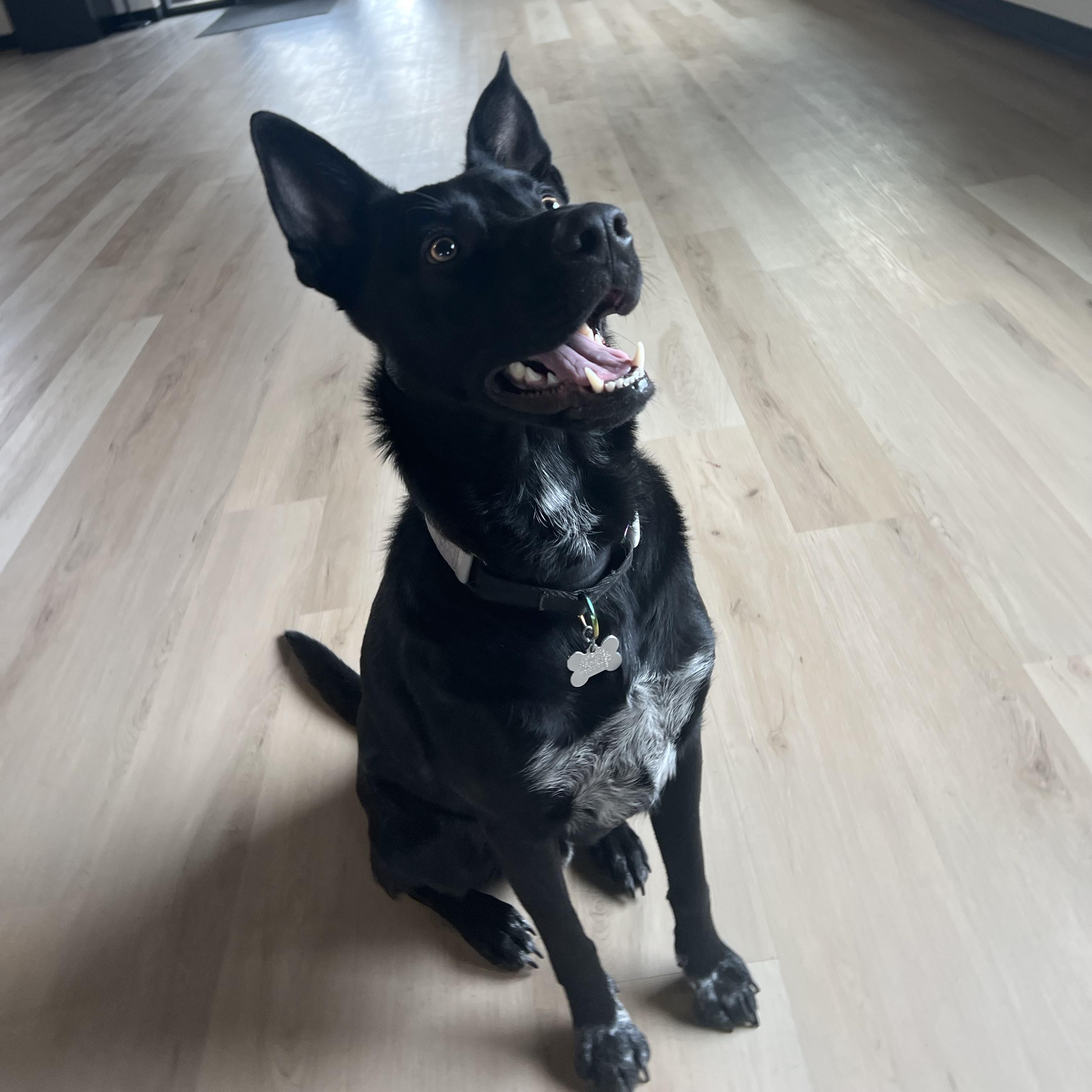 Fred, a ADOPTABLE mixed breed in Prior Lake, MN image 4/6