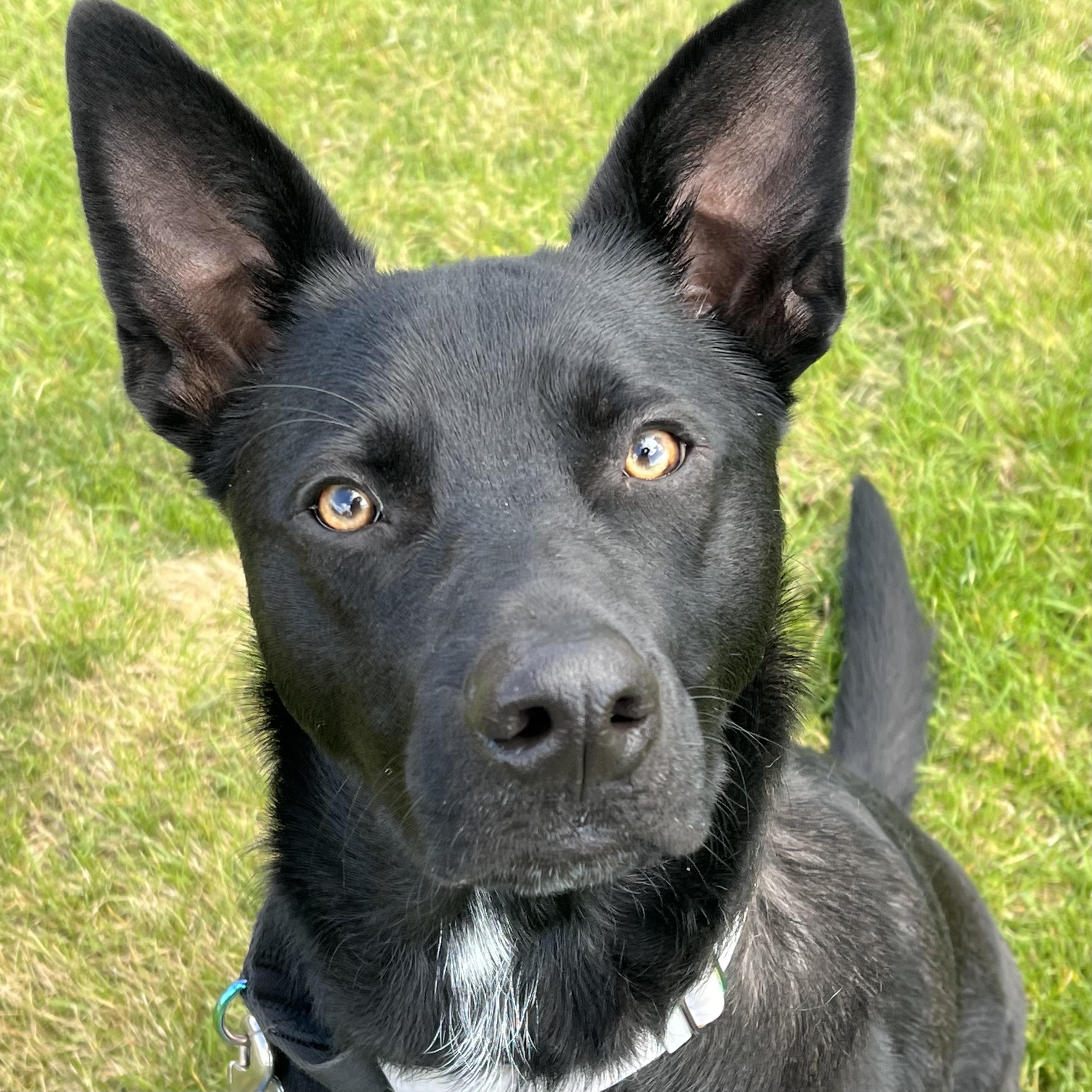 Fred, a ADOPTABLE mixed breed in Prior Lake, MN image 1/6