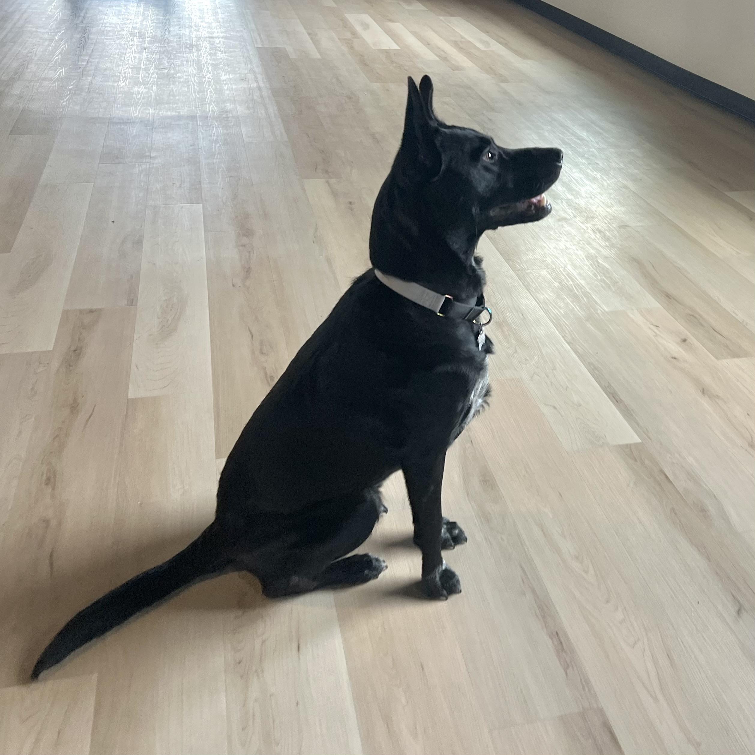 Fred, a ADOPTABLE mixed breed in Prior Lake, MN image 2/6